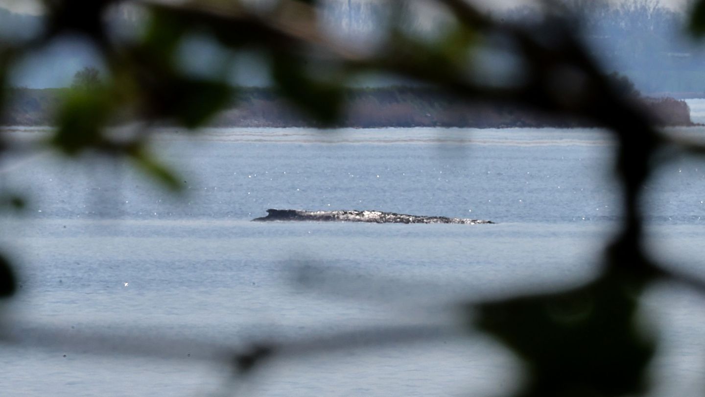 Der Buckelwal war auch am Mittwoch deutlich zu hören. Foto: Bernd Wüstneck/dpa