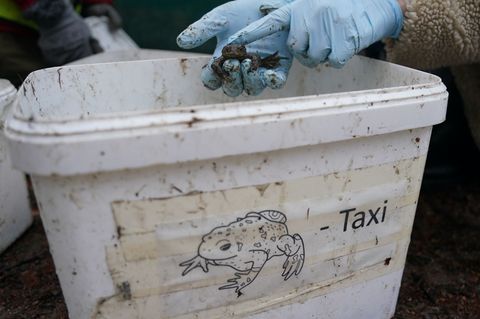 Damit Kröten, Frösche und Molche nicht überfahren werden, bringen Freiwillige die Tiere in Eimern über die Straße. (Archivbild)