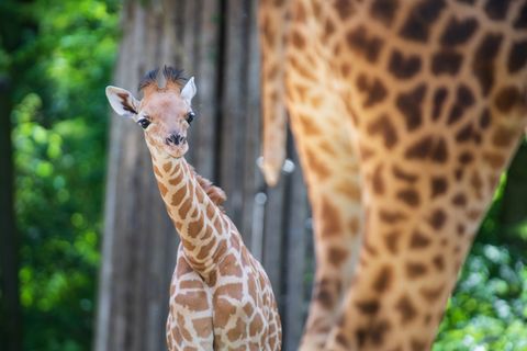 Kordofan-Giraffe "Vizuri" ist aus Basel in den Zoo Berlin umgezogen. Foto: -/Zoo Basel /dpa