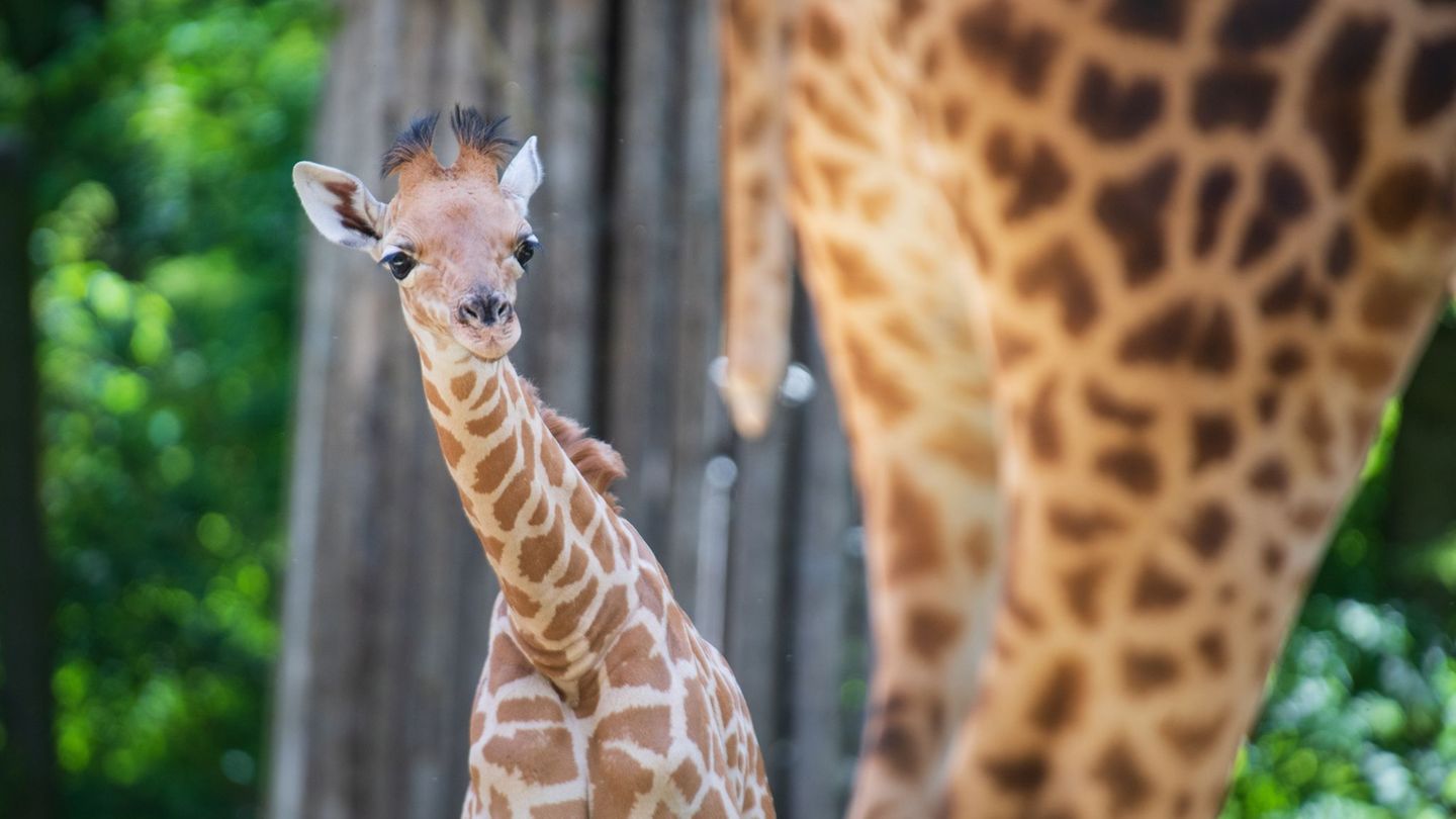 Kordofan-Giraffe "Vizuri" ist aus Basel in den Zoo Berlin umgezogen. Foto: -/Zoo Basel /dpa