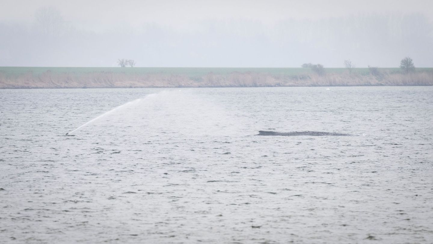 Tiere: Neue Wal-Rettungspläne – was wir wissen und was nicht