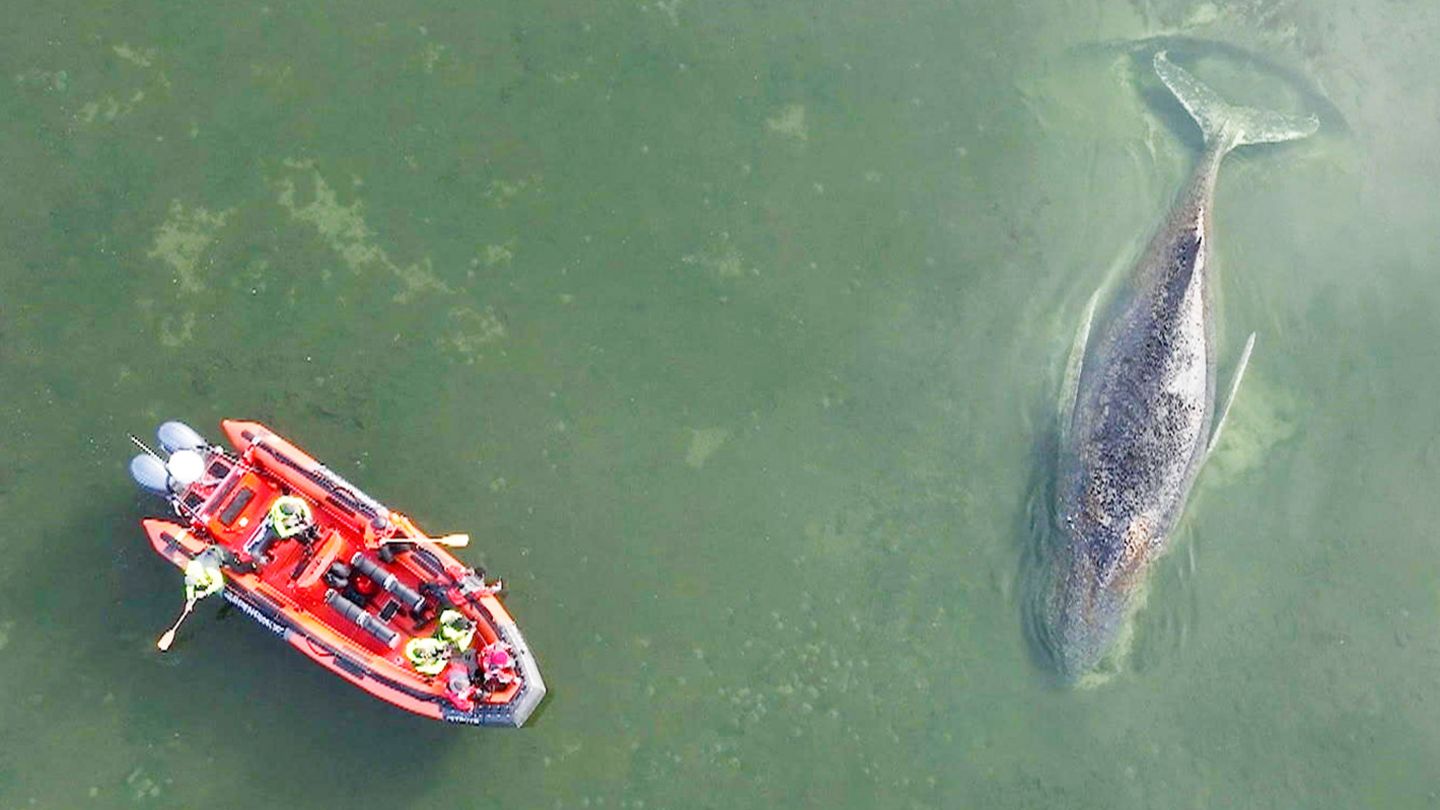 Privat-Initiative: Grünes Licht für neue Buckelwal-Rettung – so soll die Mission ablaufen