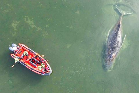 Grünes Licht für neue Rettungsmission des Buckelwals