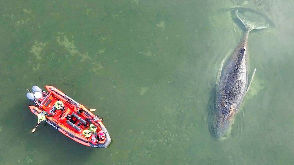 Grünes Licht für neue Rettungsmission des Buckelwals