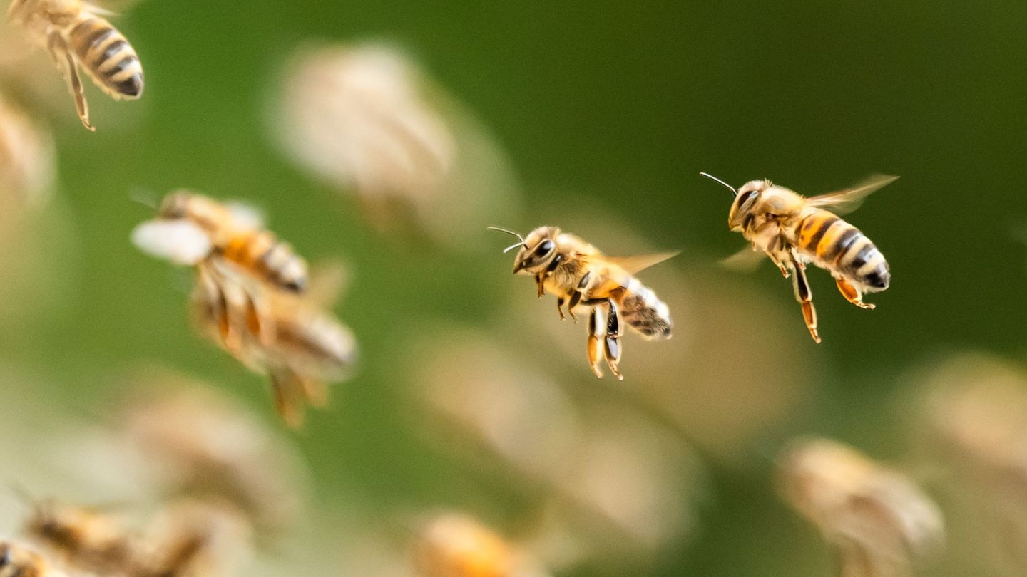 Bienenalarm: Bienenschwarm sorgt in israelischer Stadt für Aufregung