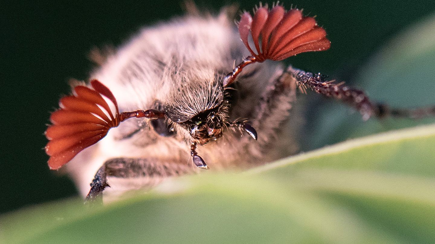 Naturphänomen: Halbe Milliarde Maikäfer bei Massenflug erwartet