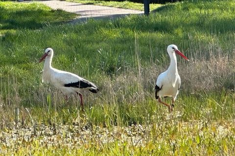 Zu zweit sind Storchenpaare - wie hier in Freinsheim - jetzt nur noch selten unterwegs: Sobald sie brüten, bleibt einer von ihne