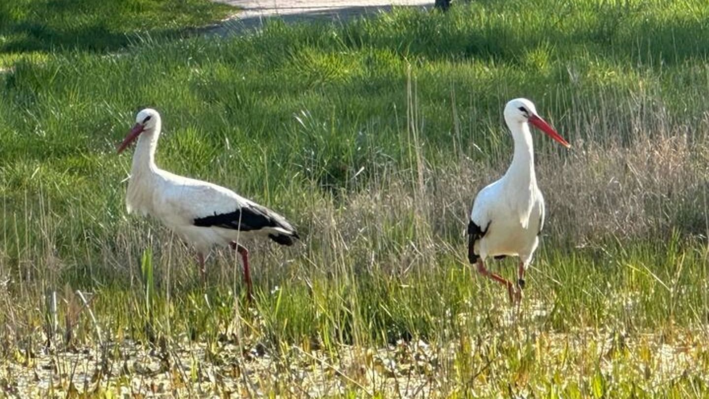 Zu zweit sind Storchenpaare - wie hier in Freinsheim - jetzt nur noch selten unterwegs: Sobald sie brüten, bleibt einer von ihne