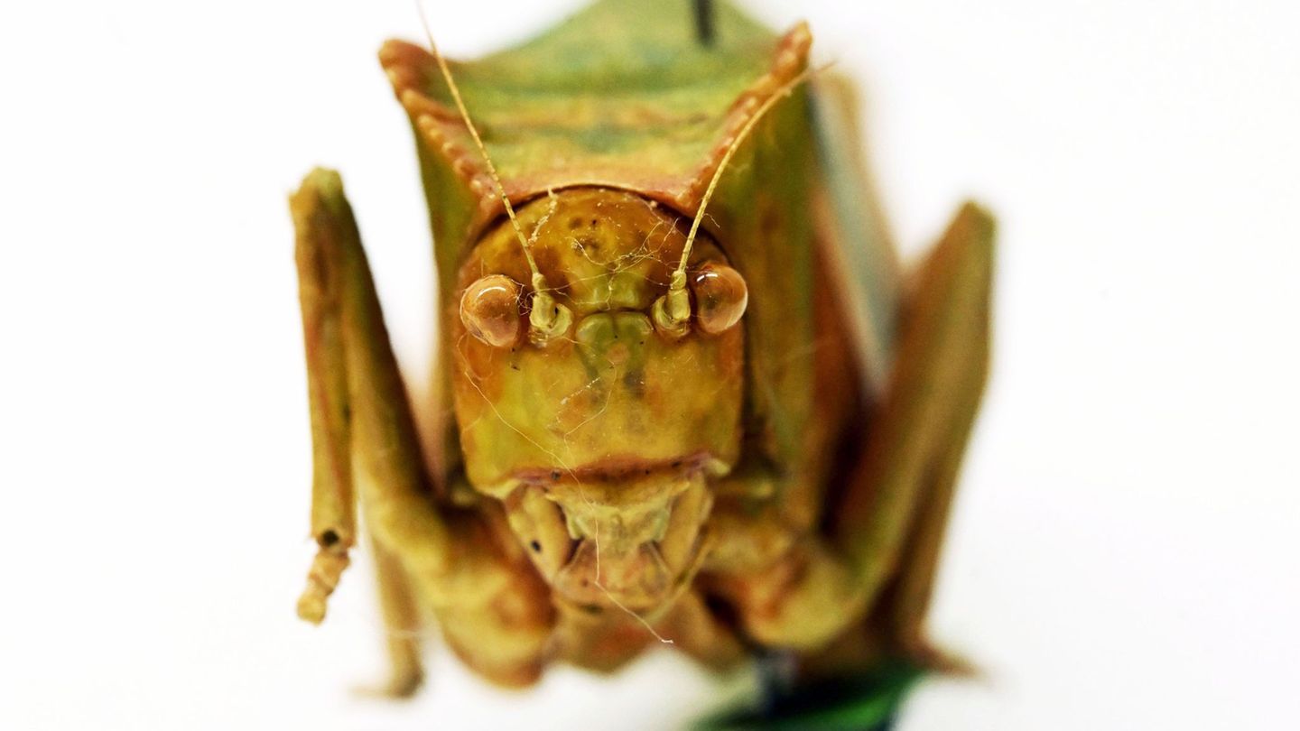 Riesenblattschrecken zählen zu den größten Insekten der Welt. Foto: Uli Deck/dpa