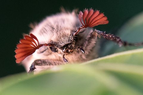 Maikäfer profitieren von den trockenen Bedingungen im Hessischen Ried. (Archivbild) Foto: Boris Roessler/dpa
