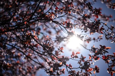 Bevor es zur kommenden Woche wieder ungemütlich wird, scheint nochmal kräftig die Sonne. (Archivbild) Foto: Britta Pedersen/dpa