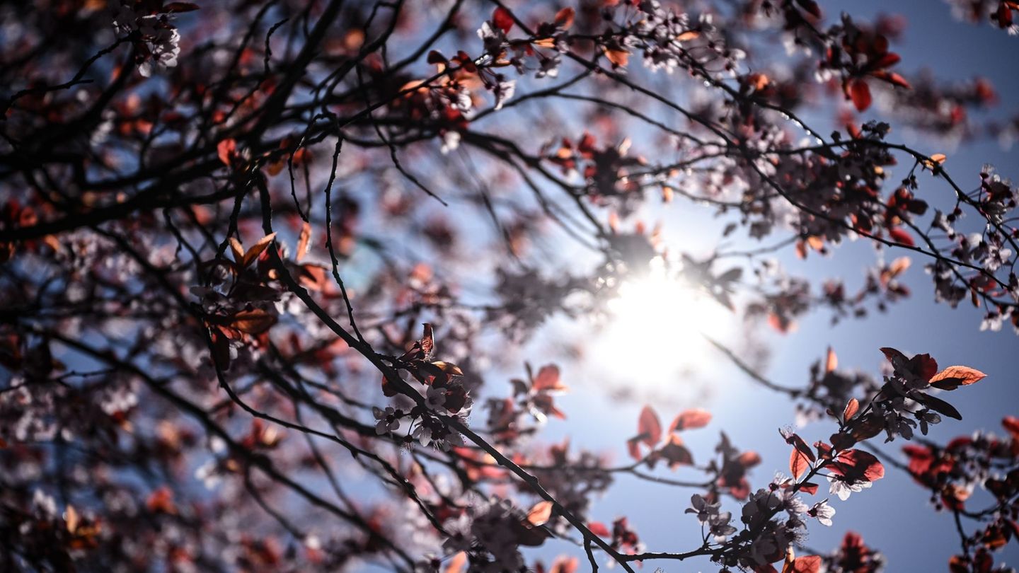 Bevor es zur kommenden Woche wieder ungemütlich wird, scheint nochmal kräftig die Sonne. (Archivbild) Foto: Britta Pedersen/dpa
