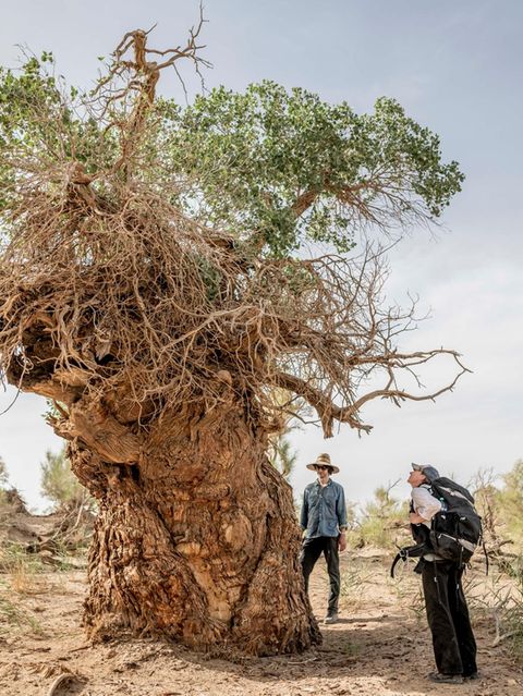 Ein uralter, knorriger Baum wird betrachtet