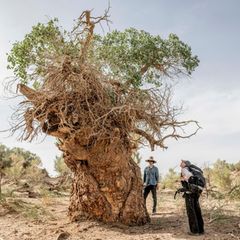 Ein uralter, knorriger Baum wird betrachtet