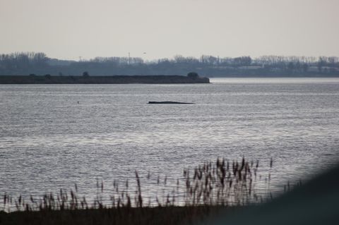 Der Wal in der Ostsee