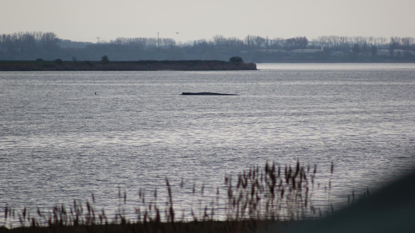 Wal-Newsblog: Rettungsaktion läuft an – Backhaus spricht von „sehr krankem Patient“
