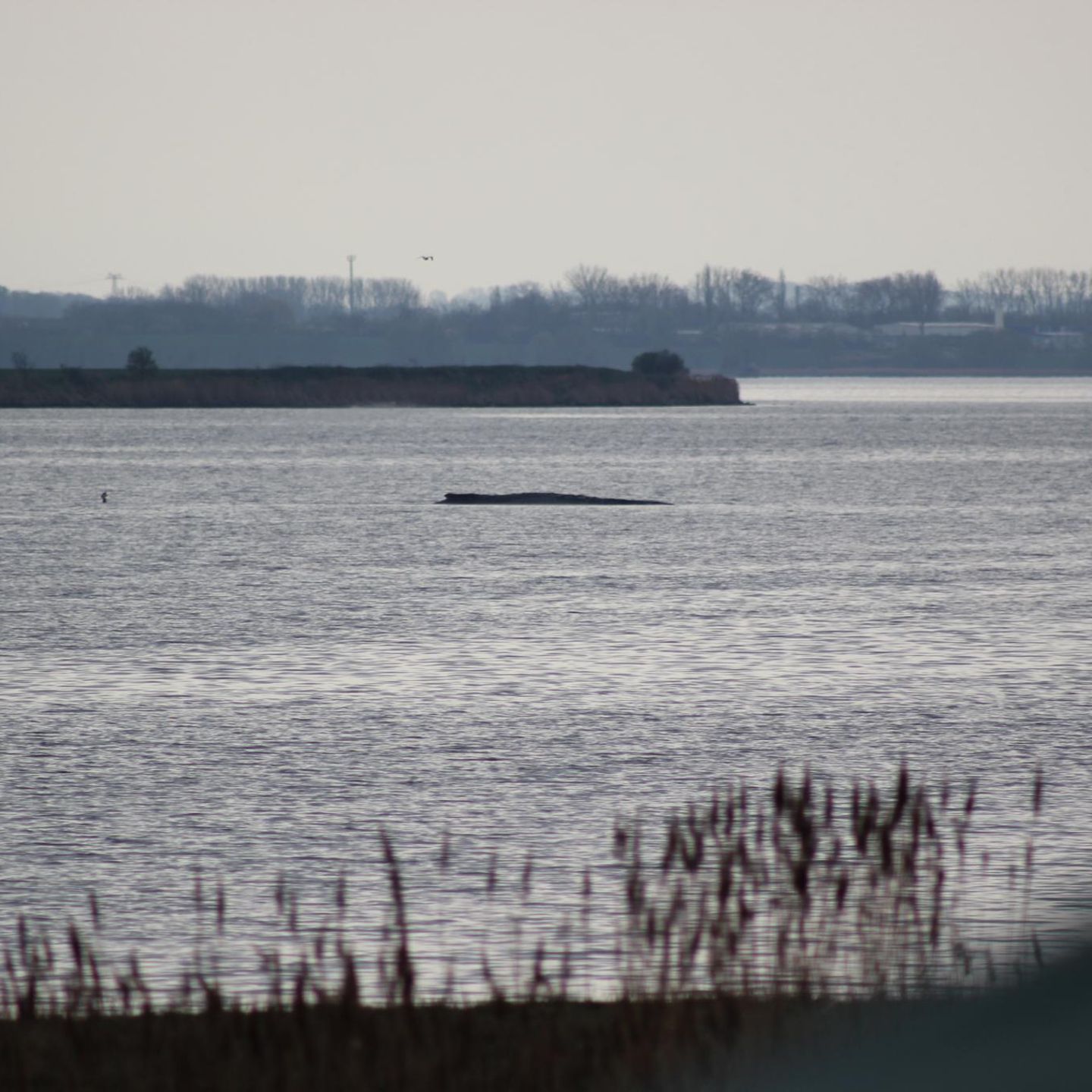 Der Wal in der Ostsee