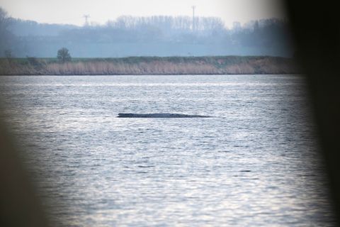 Noch ist im Wasser am Wal nichts vom Rettungsversuch zu sehen. Foto: Philip Dulian/dpa