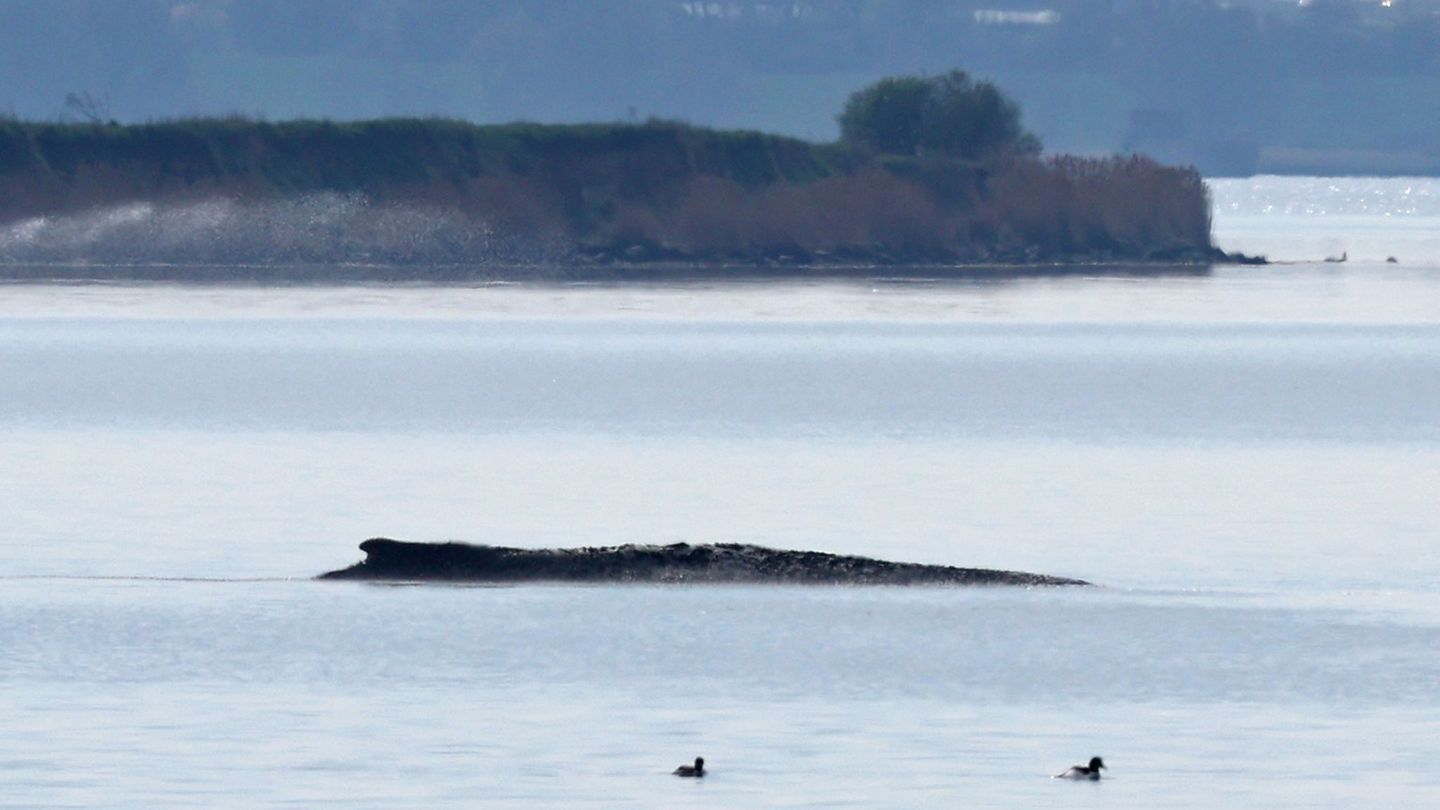 Tiere: Umweltminister erwartet weitere Wal-Strandungen