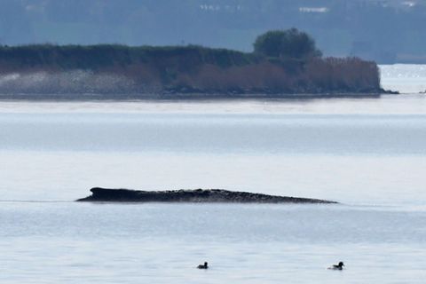 Ein neuer Rettungsversuch ist geplant. Foto: Bernd Wüstneck/dpa