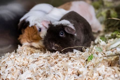 Die Polizei hat 20 Meerschweinchen in mit Einstreu ausgelegten Kisten gefunden. (Symbolbild) Foto: Paul Zinken/dpa