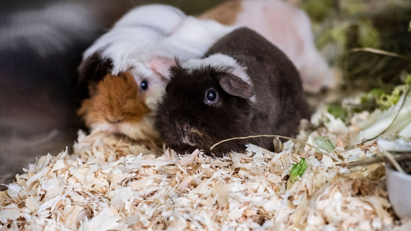 Die Polizei hat 20 Meerschweinchen in mit Einstreu ausgelegten Kisten gefunden. (Symbolbild) Foto: Paul Zinken/dpa