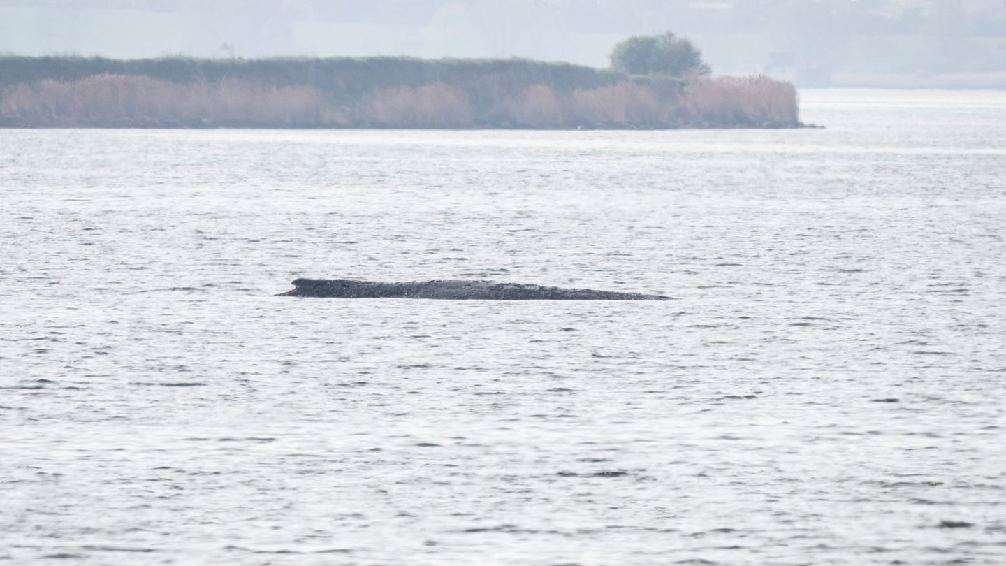 Greenpeace beteiligt sich nicht an der Rettungsaktion für den gestrandeten Wal. Foto: Philip Dulian/dpa