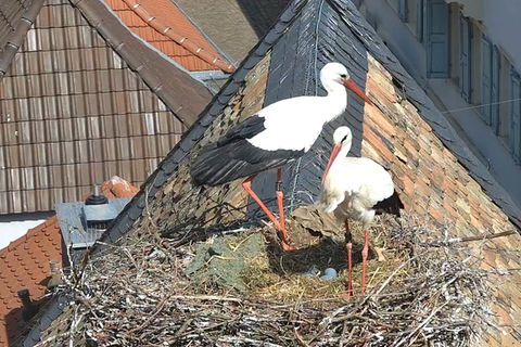 Eine Kamera auf dem Dach der protestantischen Kirche in Freinsheim nimmt das Geschehen im Nest eines Storchenpaares auf. Foto: M