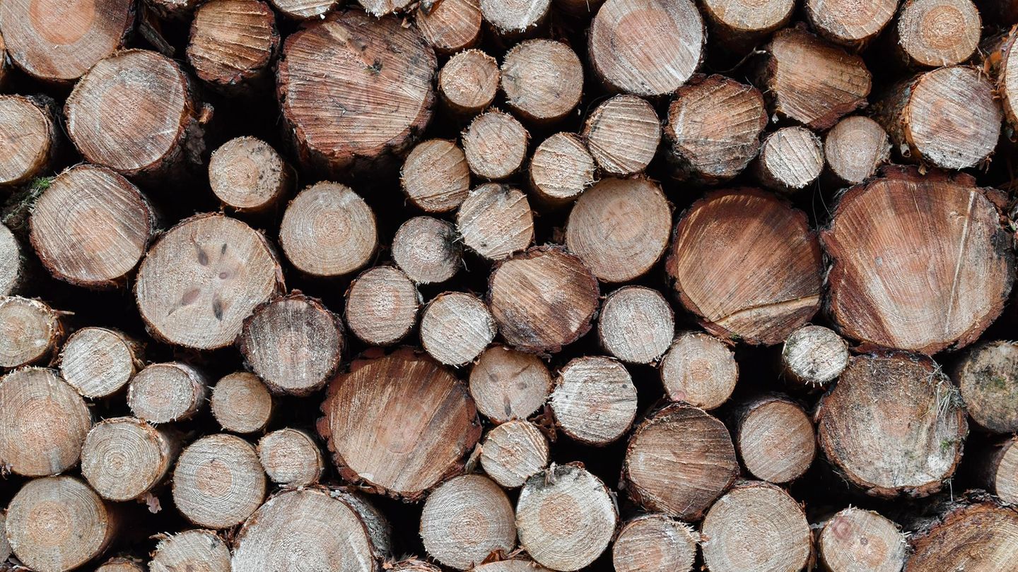 Frisch gefällte Holzstämme reihen sich aneinander. (Symbolbild) Foto: Patrick Pleul/dpa-Zentralbild/dpa