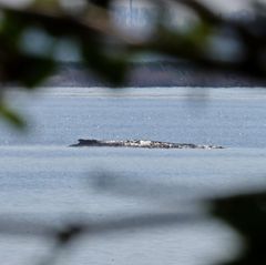 Der Buckelwal in der Wismarbucht