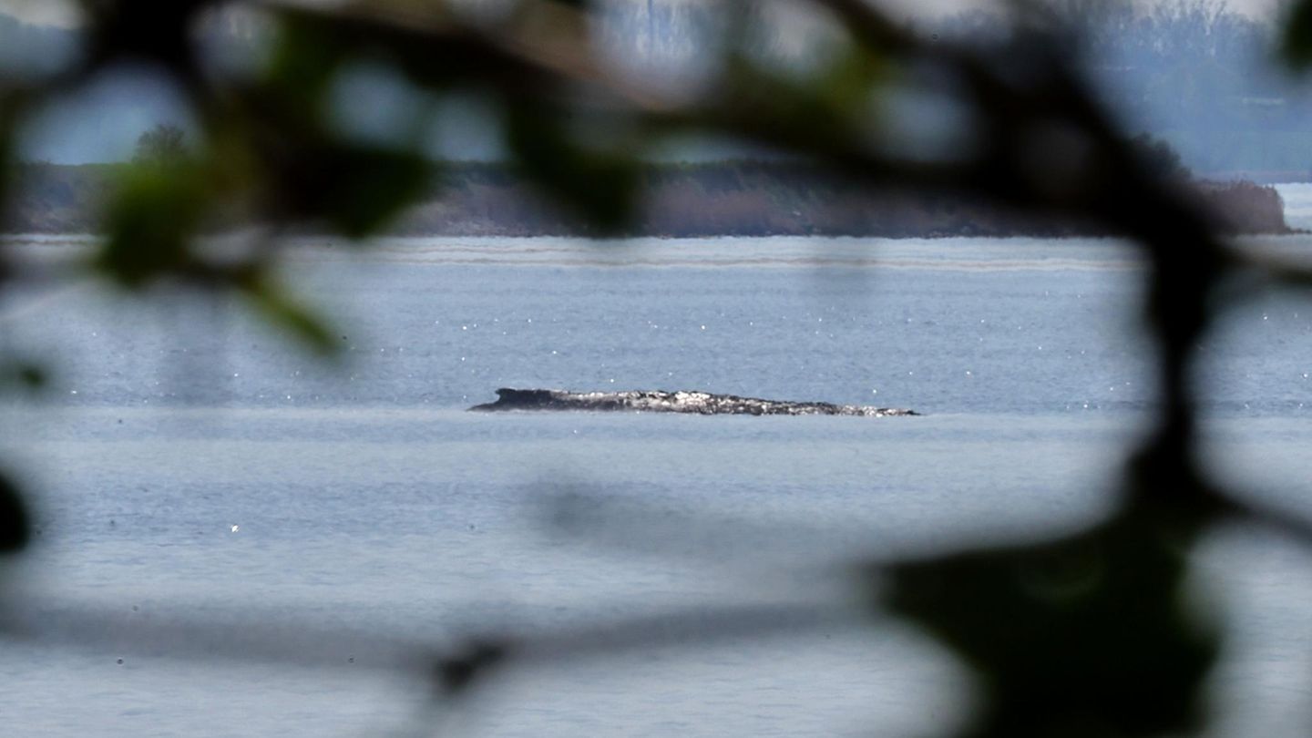 Der Buckelwal in der Wismarbucht