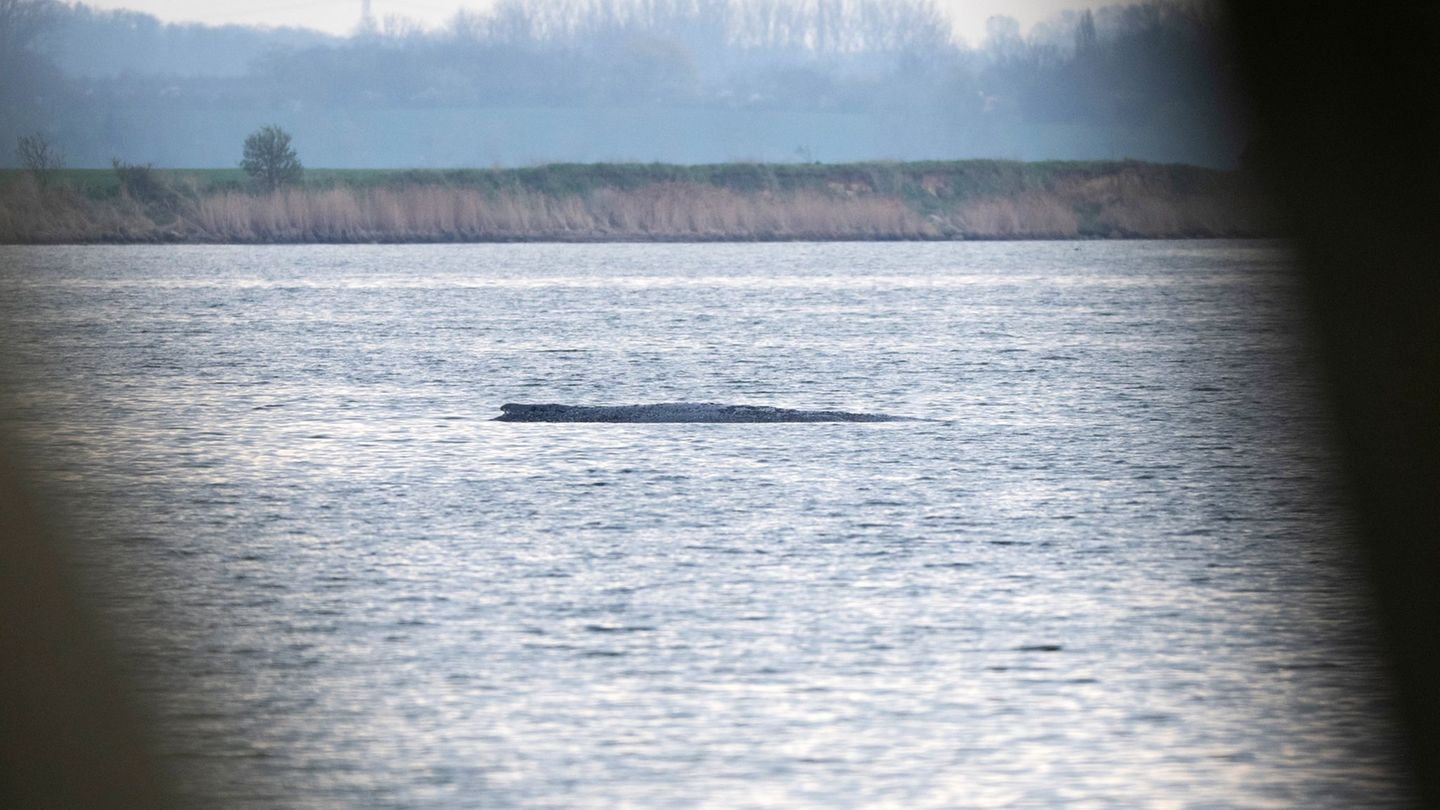 Noch ist im Wasser am Wal nichts vom Rettungsversuch zu sehen. Foto: Philip Dulian/dpa
