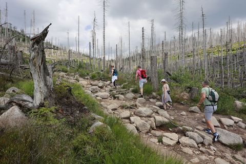 Die Bergwacht im Harz rät Wanderern zu guter Vorbereitung und warnt vor unkritischer Nutzung von Routen aus Apps. (Symbolbild) F
