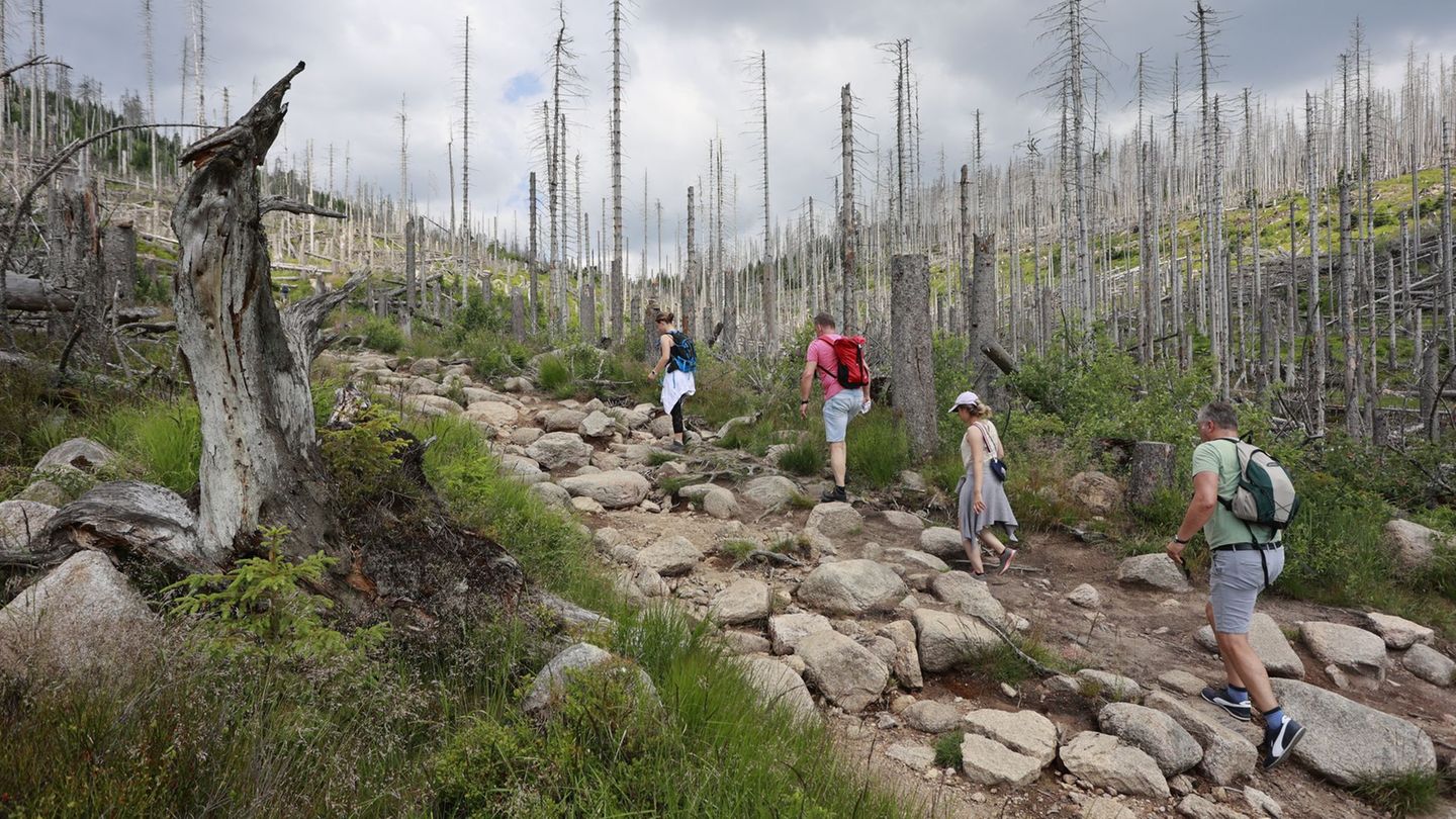 Die Bergwacht im Harz rät Wanderern zu guter Vorbereitung und warnt vor unkritischer Nutzung von Routen aus Apps. (Symbolbild) F