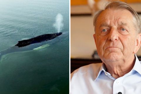 Millionär Walter Gunz: Finanzier der Wal-Rettung: „Können über Leben und Tod nicht bestimmen“