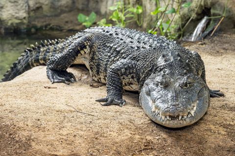 Das mehr als zwei Meter lange Beulenkrokodil wurde viele Jahre in einem Schrebergarten in Thüringen gehalten, kam dann in eine A