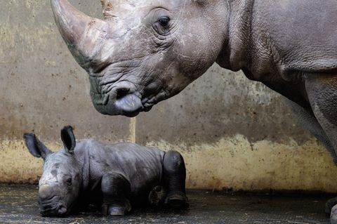 Osnabrück, Deutschland. Das kleine Nashornkalb „Liam“ liegt noch ruhig neben seiner Mama „Amalie“. Es fehlt ihm noch das typische Horn auf der Schnauze. Aber schon bald wird der am 7. April im Zoo Osnabrück geborene Nachwuchs sicherlich für Nashorn-Chaos sorgen.