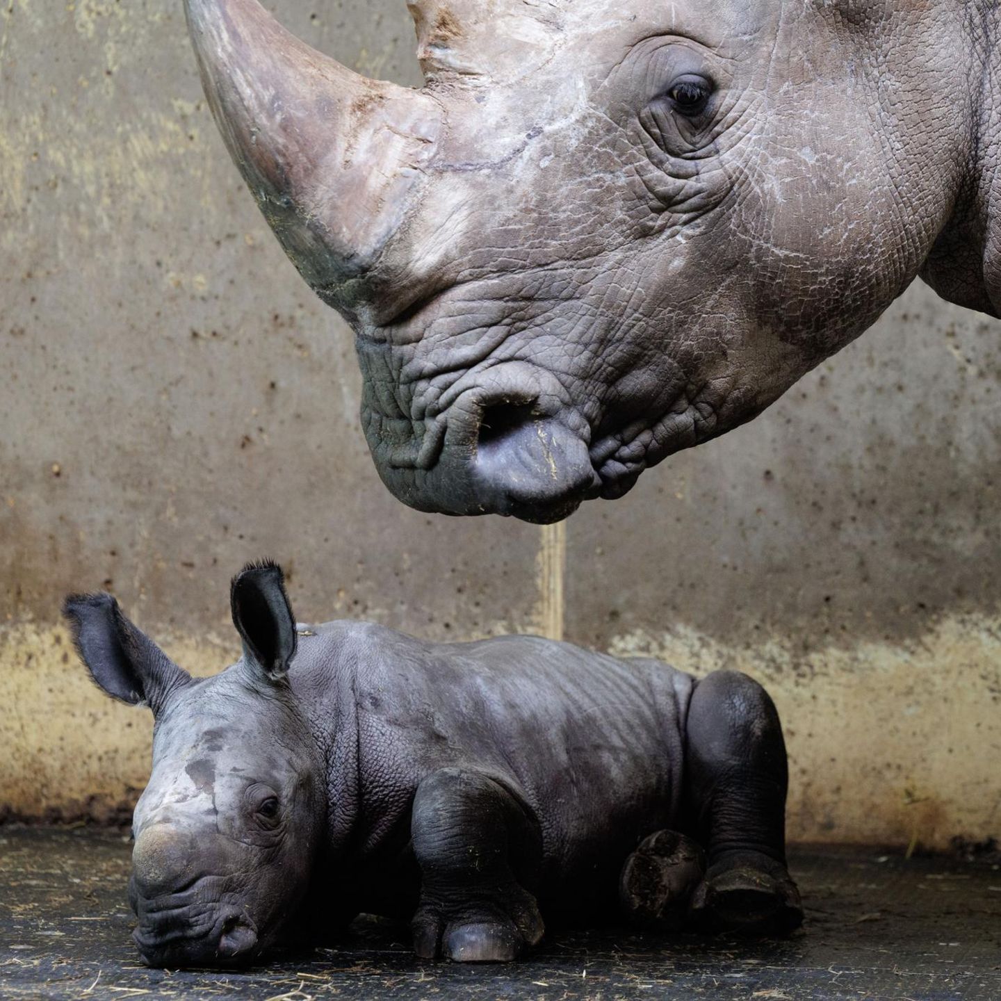 Osnabrück, Deutschland. Das kleine Nashornkalb „Liam“ liegt noch ruhig neben seiner Mama „Amalie“. Es fehlt ihm noch das typische Horn auf der Schnauze. Aber schon bald wird der am 7. April im Zoo Osnabrück geborene Nachwuchs sicherlich für Nashorn-Chaos sorgen.