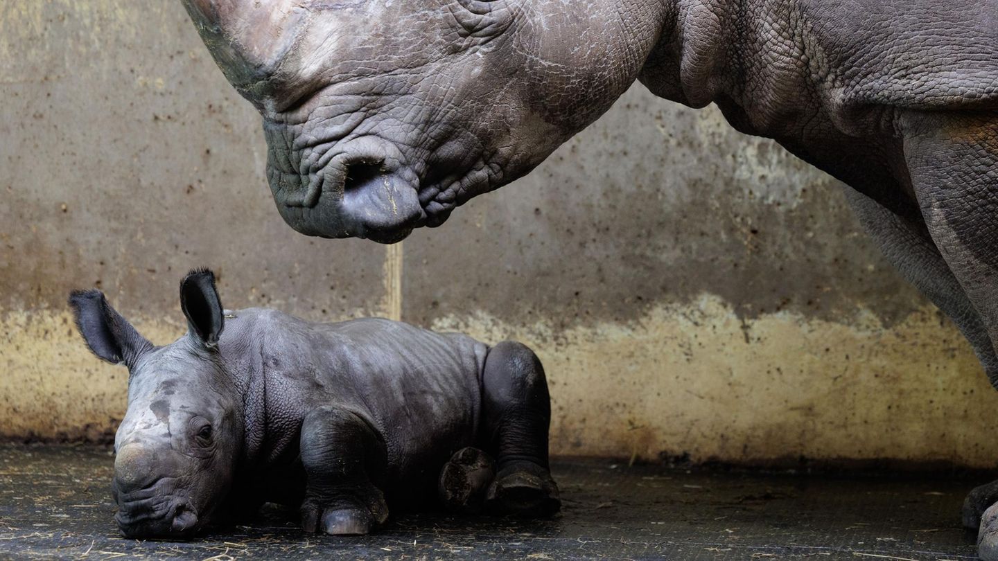 Osnabrück, Deutschland. Das kleine Nashornkalb „Liam“ liegt noch ruhig neben seiner Mama „Amalie“. Es fehlt ihm noch das typische Horn auf der Schnauze. Aber schon bald wird der am 7. April im Zoo Osnabrück geborene Nachwuchs sicherlich für Nashorn-Chaos sorgen.