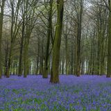 Ashford, Großbritannien. Englische Glockenblumen (Hyacinthoides non-scripta) verzaubern in einem idyllischen Buchenwald. Englische Glockenblumen sind im Vereinigten Königreich eine geschützte Art. Sie blühen in England typischerweise zwischen Mitte April und Anfang Mai. Dann verwandeln ihre zarten Blüten den Boden alter, ungestörter Buchenwälder in einen zauberhaften blauen Teppich.
