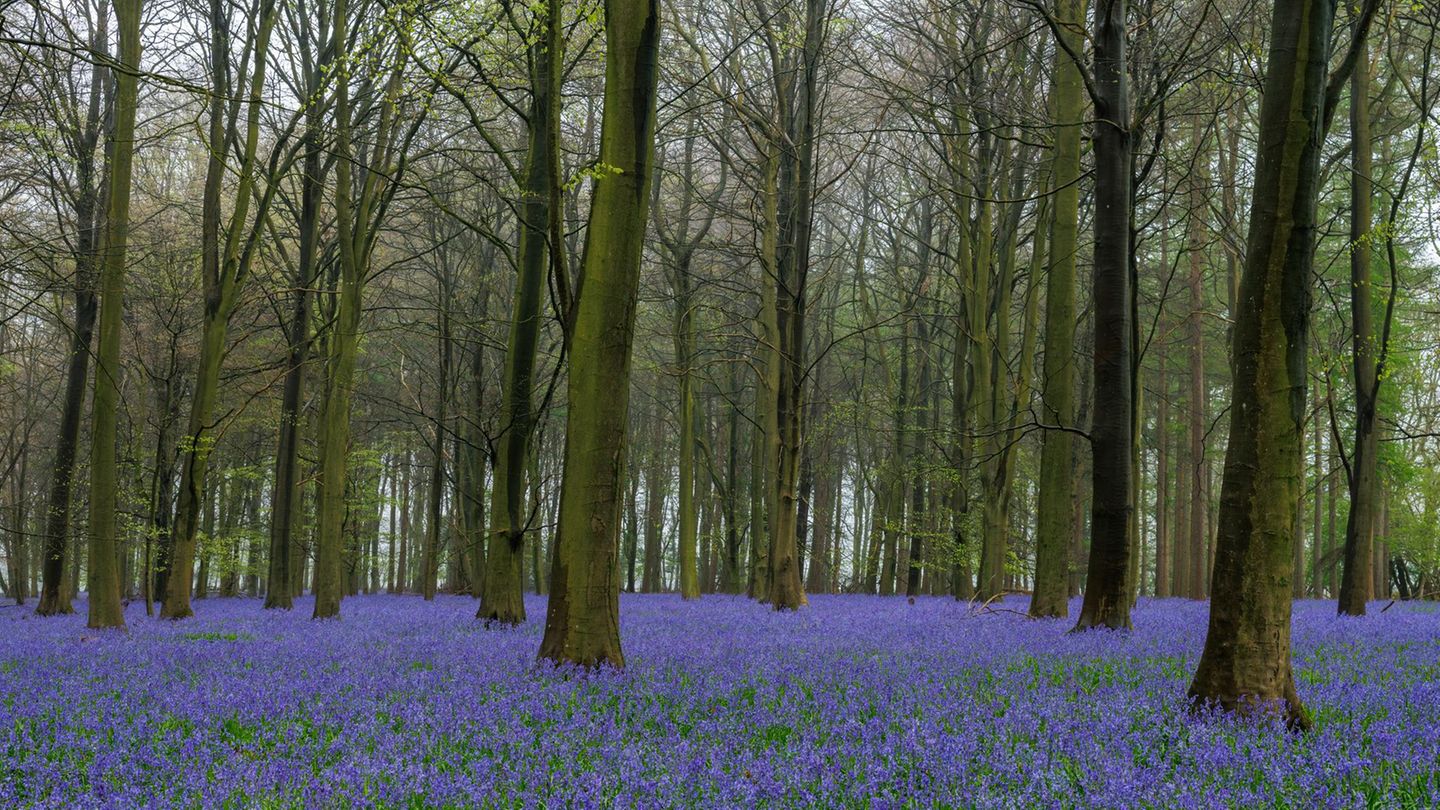 Ashford, Großbritannien. Englische Glockenblumen (Hyacinthoides non-scripta) verzaubern in einem idyllischen Buchenwald. Englische Glockenblumen sind im Vereinigten Königreich eine geschützte Art. Sie blühen in England typischerweise zwischen Mitte April und Anfang Mai. Dann verwandeln ihre zarten Blüten den Boden alter, ungestörter Buchenwälder in einen zauberhaften blauen Teppich.