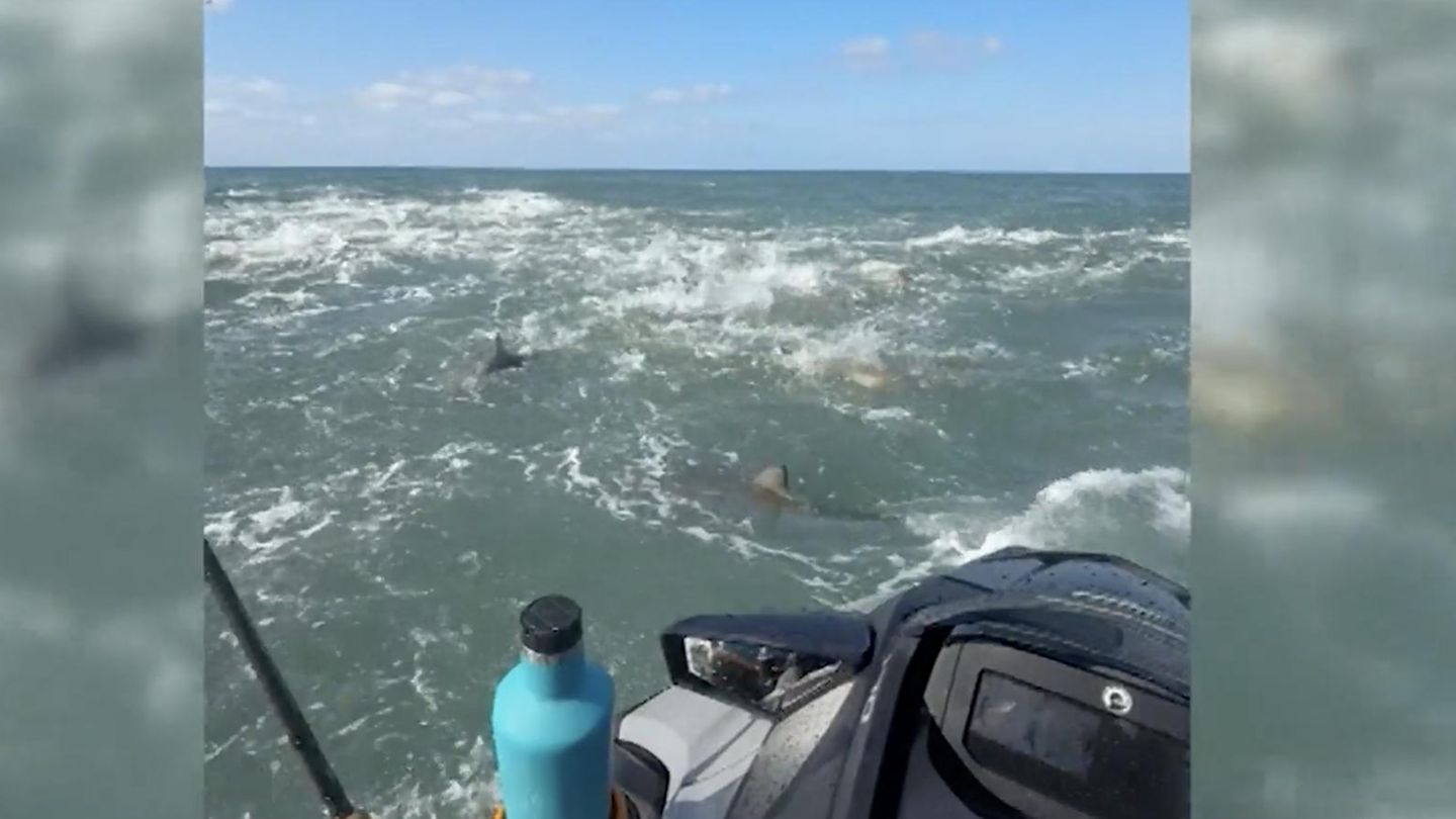 „Warte, sind das Haie?“: Surfprofi angelt auf Jetski – und ist plötzlich von Haien umgeben