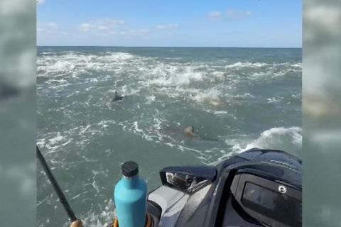 Surfprofi angelt auf Jetski – und ist plötzlich von Haien umgeben