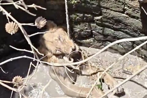 Löwe stürzt in Brunnen – Einsatzkräfte starten riskante Rettungsaktion mit einem Seil.