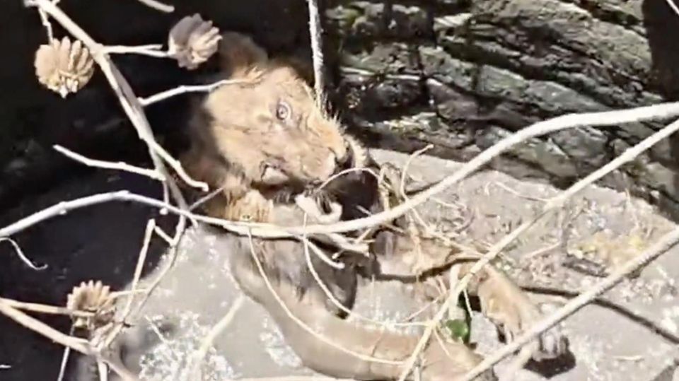 Löwe stürzt in Brunnen – Einsatzkräfte starten riskante Rettungsaktion mit einem Seil.