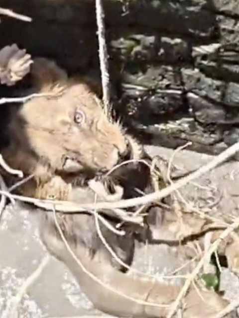 Löwe stürzt in Brunnen – Einsatzkräfte starten riskante Rettungsaktion mit einem Seil.