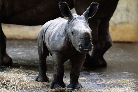 Große Ohren und ein (noch) kleines Horn, so präsentiert sich das in der vergangenen Woche geborene Nashornkalb Liam im Zoo Osnab