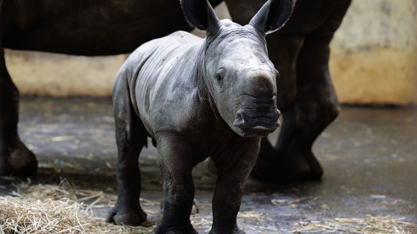 Große Ohren und ein (noch) kleines Horn, so präsentiert sich das in der vergangenen Woche geborene Nashornkalb Liam im Zoo Osnab