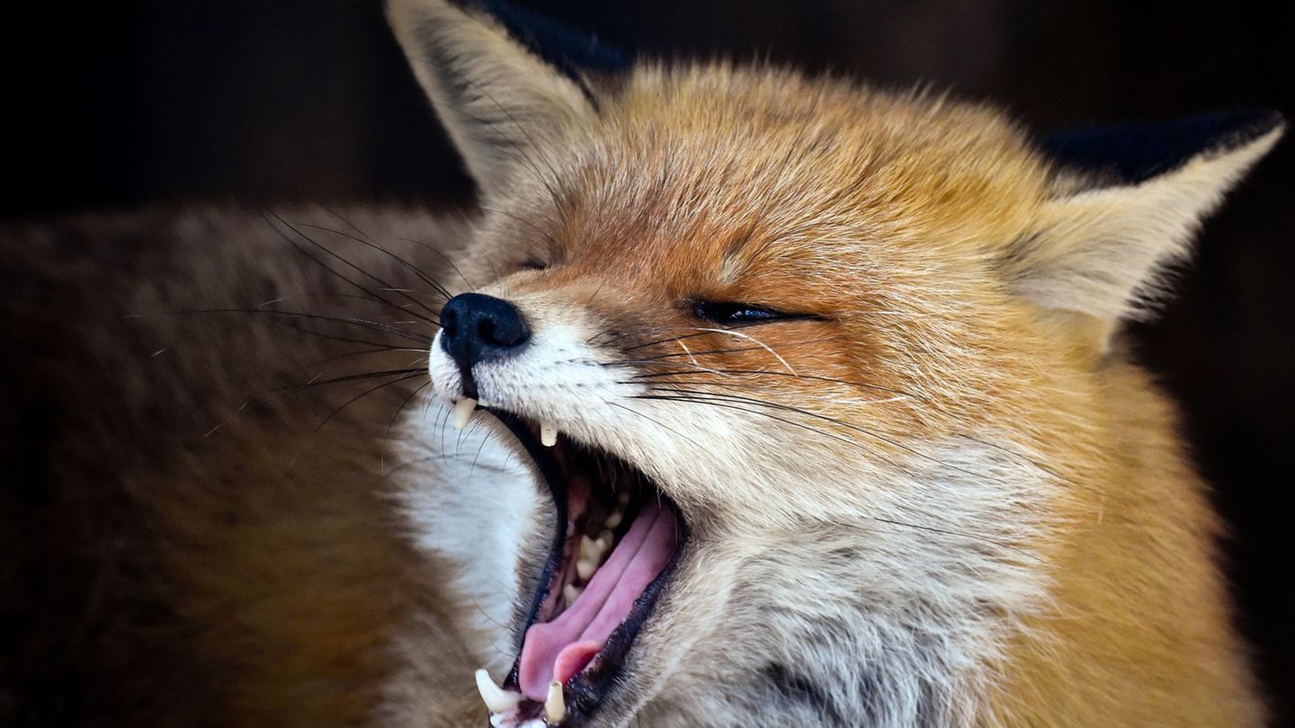 Füchse sind in Berlin weit verbreitet (Symbolbild) Foto: picture alliance / ZB