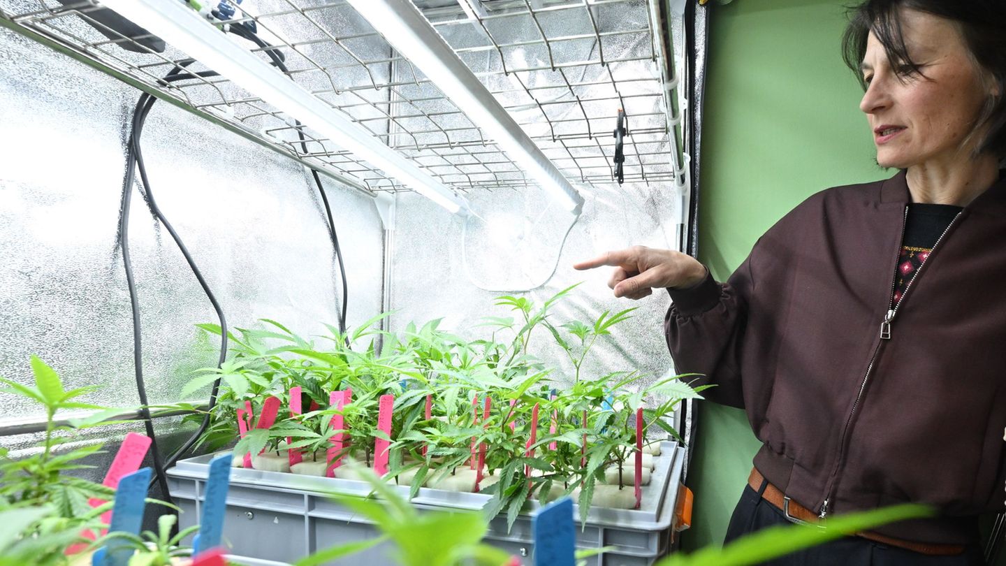 Die niedersächsische Agrarministerin Miriam Staudte (Grüne) zeigt auf Hanf-Stecklinge. Foto: Julian Stratenschulte/dpa